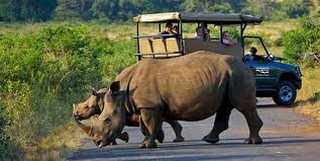 Kruger National Park Morning and Afternoon Game Drives Kruger National Park Morning and Afternoon Game Drives